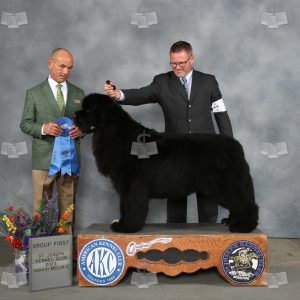 WQ0808