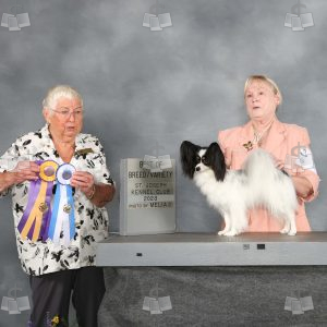 WQ1212