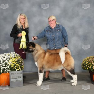 WV2011B