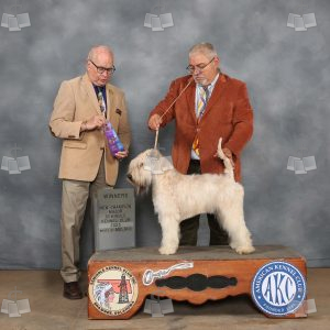 WX0803