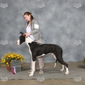 XL0908