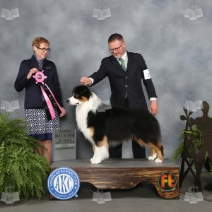 XM2012A