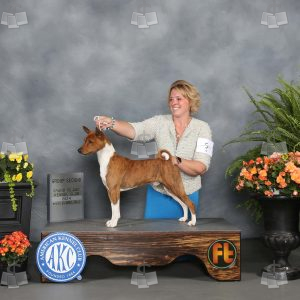 XO0308A