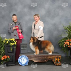 XO0904A
