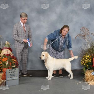 YD2011A