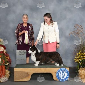 YD2012