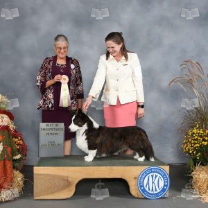 YD2012A
