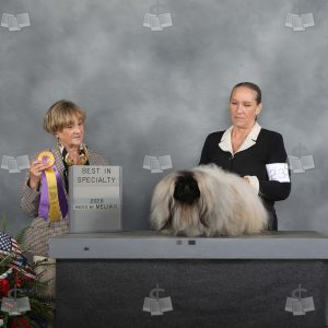 YS2012A