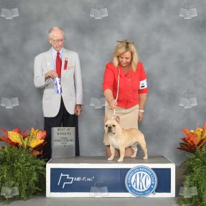 YV2011A