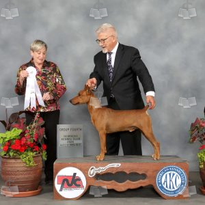 ZT2311