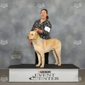 ZV1901