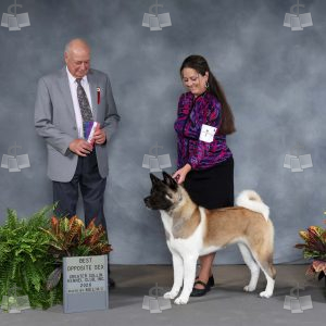 ZX2301