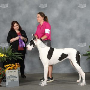 ZZ1202A