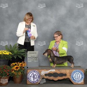 ZZ2011
