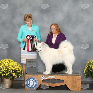 AB0306