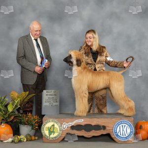AC2011
